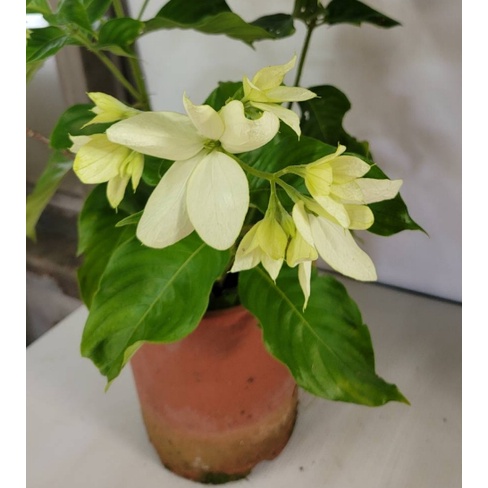 花囍園_喬木花卉植物—玉葉金花(白)--一朵花的5個萼片~五星形小花/6吋高約30-40cm