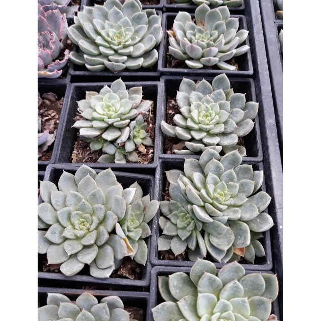 多肉植物 七福神交種 3吋盆 高8 12公分 宛如寒霜凍結的蓮花一般 花花世界玫瑰園 R 蝦皮購物