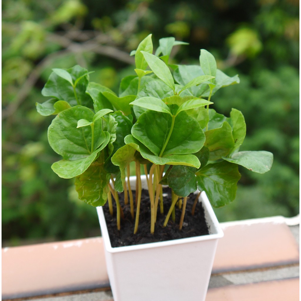 咖啡樹咖啡豆種子 3寸 室內植物 室內清淨空氣盆栽 花樣渼栽盆栽生活館 蝦皮購物