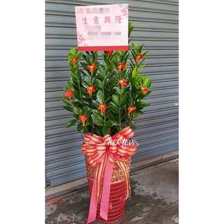 EB73 大型金錢樹盆栽 生意興隆 開幕開店開運發財盆