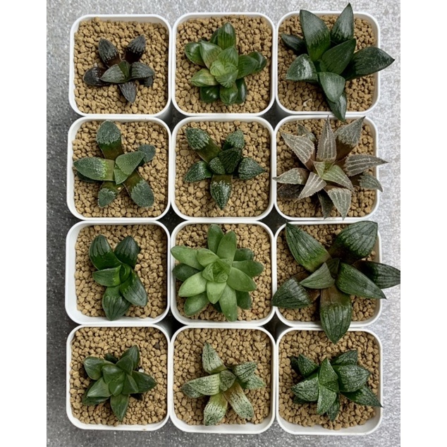 多肉植物玉露壽玉扇實生苗每棵皆不同隨機出貨 狂買園藝仙人掌辦公室小物婚禮小物 蝦皮購物