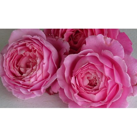 美美日本大花蔓性月季苗庭院陽臺花園強香花卉植物四季開花3入 3 5吋 蝦皮購物