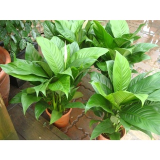 室內植物 白鶴芋 7 吋盆高35-40cm清潔空氣【花花世界玫瑰園】