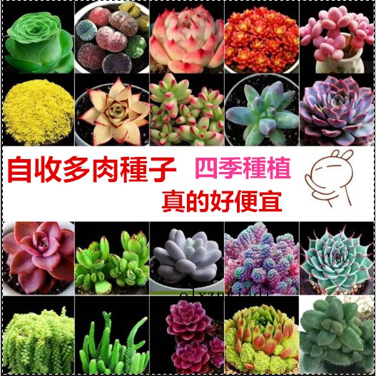 進口多肉種子多肉植物種子小兔子種子花種子盆栽四季播種子套餐 蝦皮購物