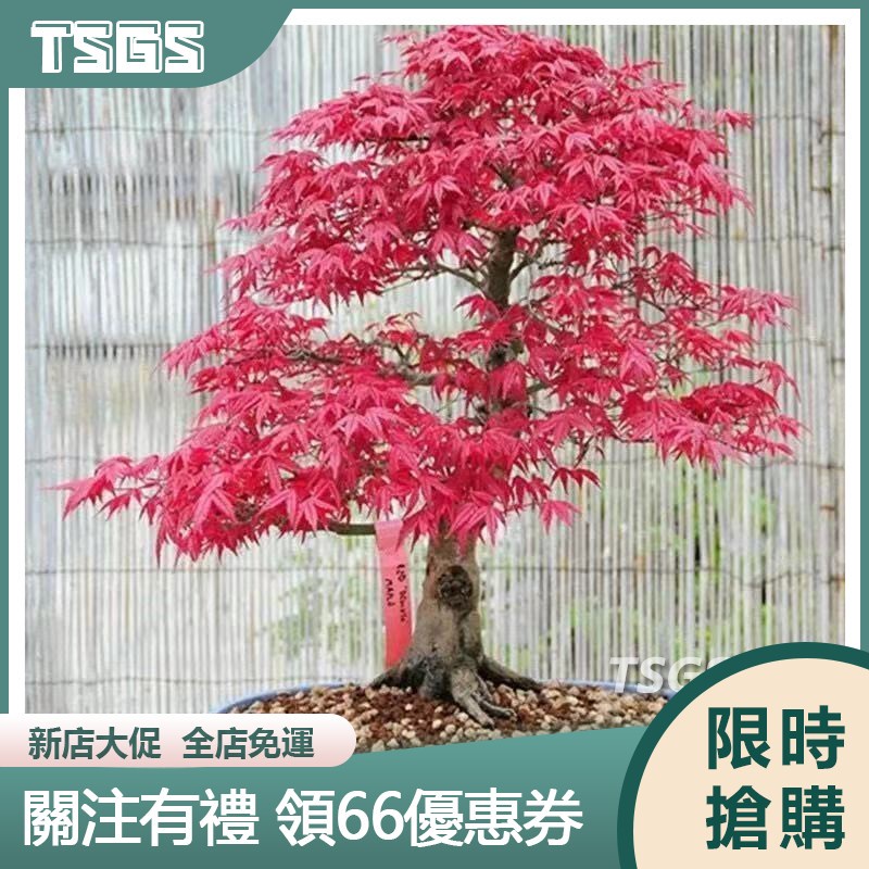 【TSGS】紅楓種子 紅楓樹種子四季易活多年生盆栽庭院觀葉植物花卉種子多款紅楓種子