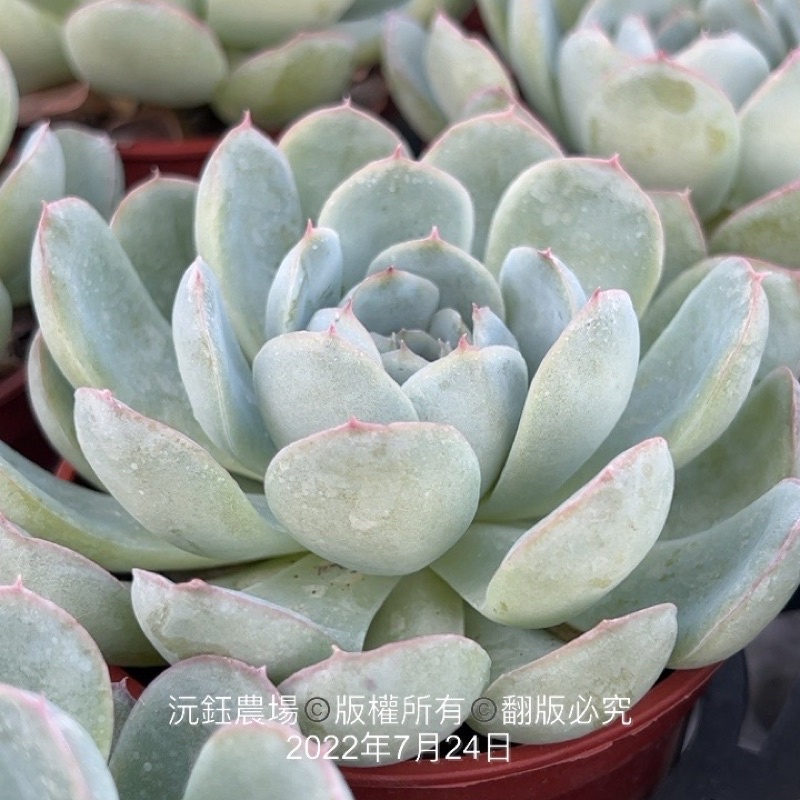 多肉植物 花月夜錦 Lider Ma