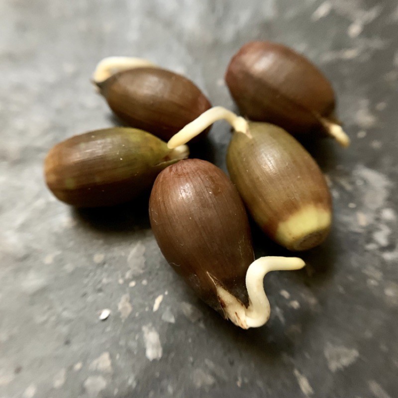 太魯閣櫟 發芽種子 五顆一組 買十顆送一顆 蝦皮購物