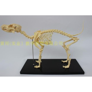 醫學模型 狗骨模型骨標本狗解剖狗骨架犬犬骨模型犬骨架動物模型 蝦皮購物