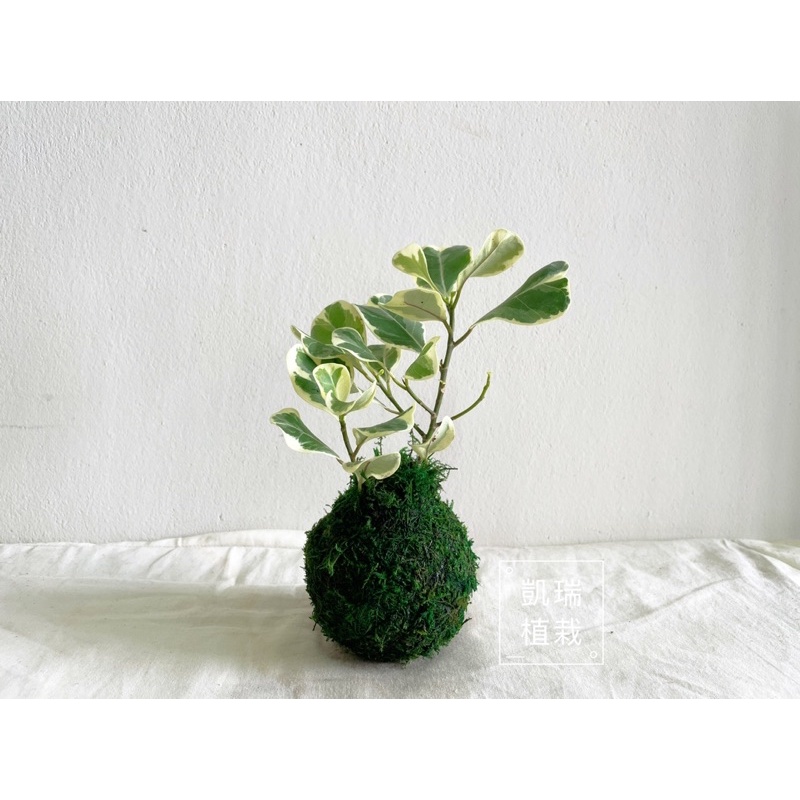斑葉三角榕（需強光，可曬太陽）-手作 苔球 療癒 文青 送禮 觀葉植物 室內植物 l凱瑞植栽l