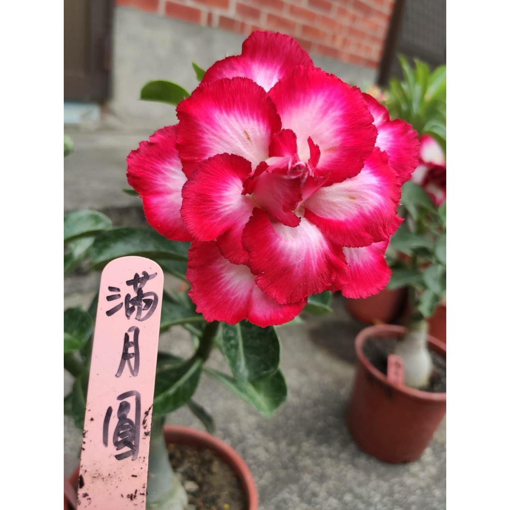 沙漠玫瑰 滿月圓 5吋 沙玫 重瓣沙漠玫瑰 5吋盆 花季長夏天的花 最好種的花