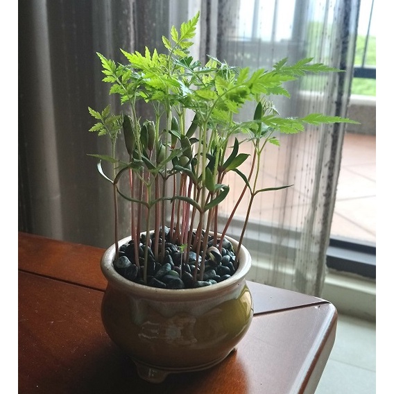 S-147【種子盆栽】台灣欒樹種子60顆30元，別名: 金苦楝、四色樹。