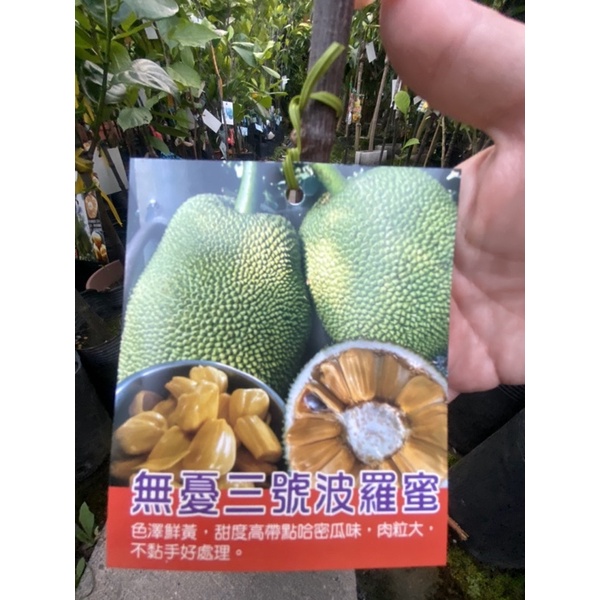 《花果山🐒》 -- 無憂三號波羅蜜 4.5寸接苗 果肉碩大不爛肉出水