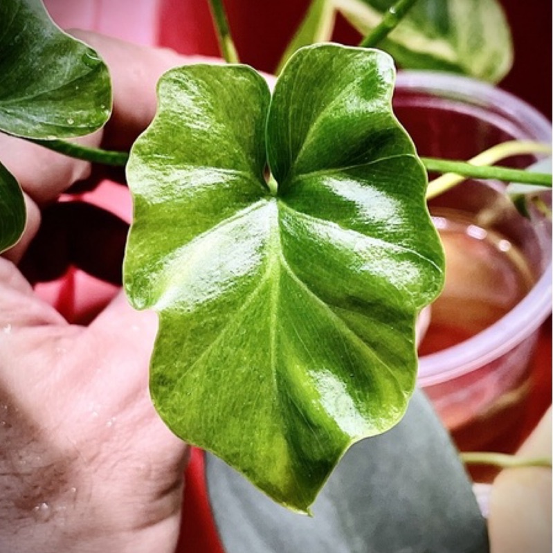 斑葉小天使蔓綠絨 Philodendron Selloum Vairegated