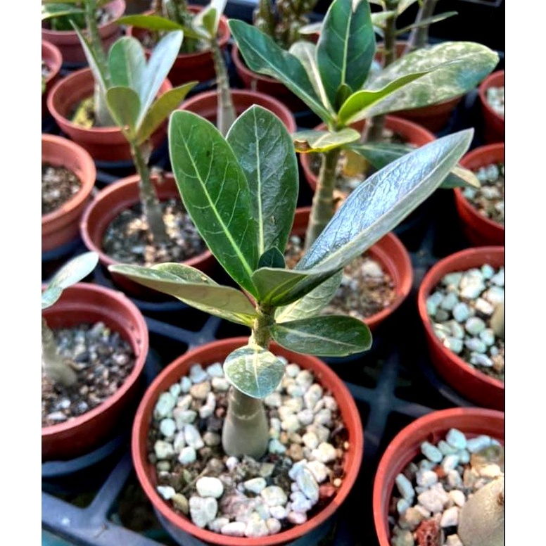 沙漠玫瑰多肉植物天寶花富貴花沙漠杜鵑沙漠薔薇 蝦皮購物