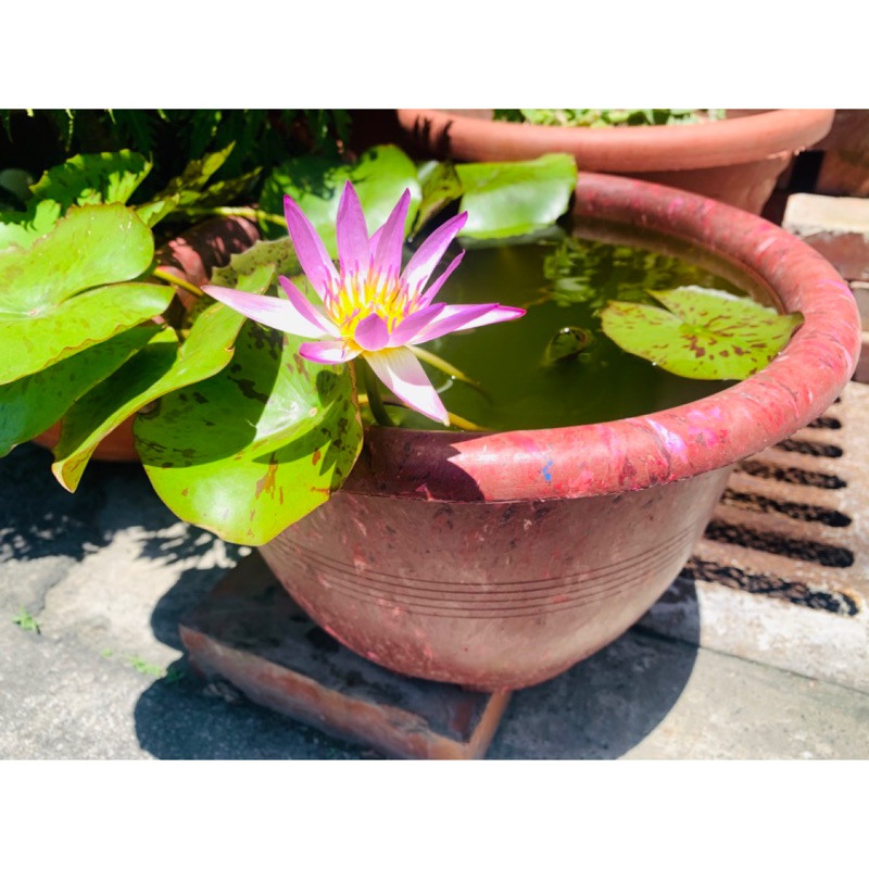 水蓮 優惠推薦 21年9月 蝦皮購物台灣