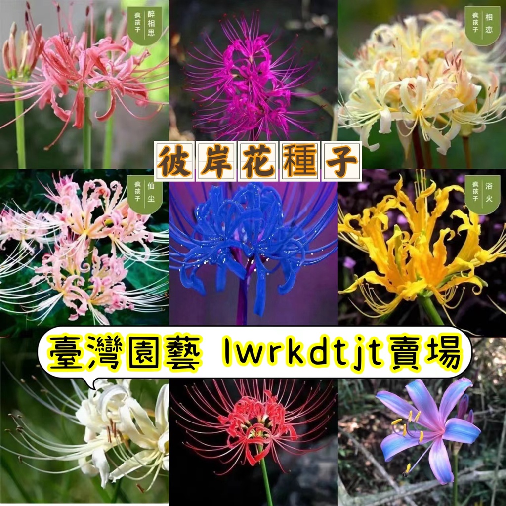 台園［開發票］收據 免運【彼岸花種子】四季開花 曼珠沙華花 陽台庭院盆栽 紅花石蒜 種子