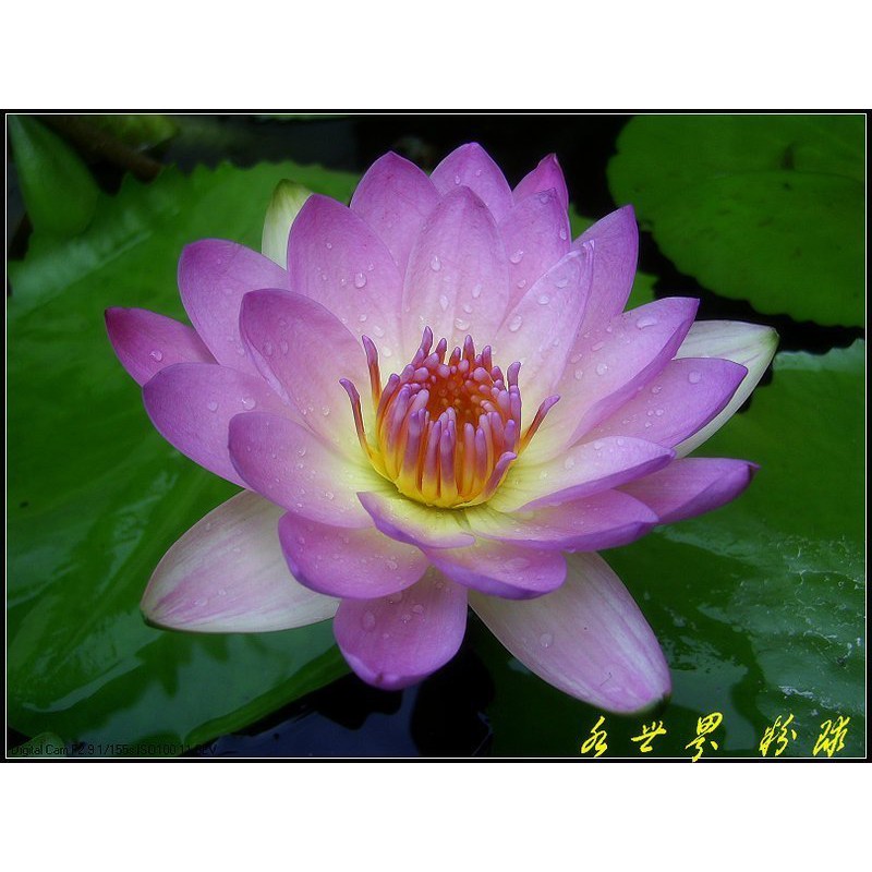 水世界蓮花 熱帶系睡蓮香水蓮 獨家培育新品 寬瓣香水粉球 帶花 苞成株 蝦皮購物