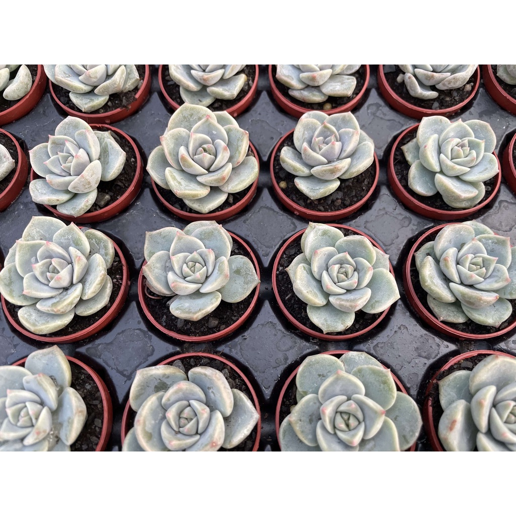 1吋迷你盆 白牡丹 多肉植物 仙人掌 蝦皮購物