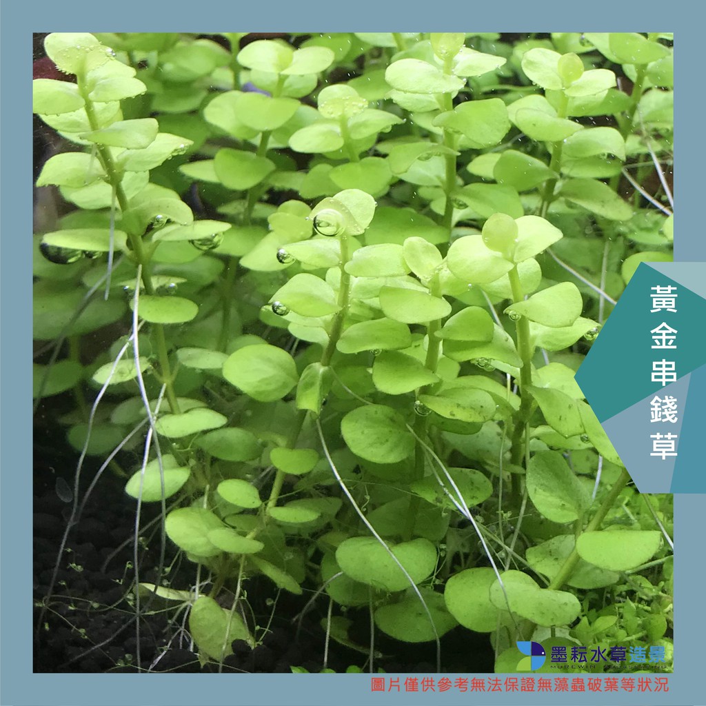 墨耘水草 黃金串錢草 黃金錢10株 50元中景不需co2 一般級 蝦皮購物