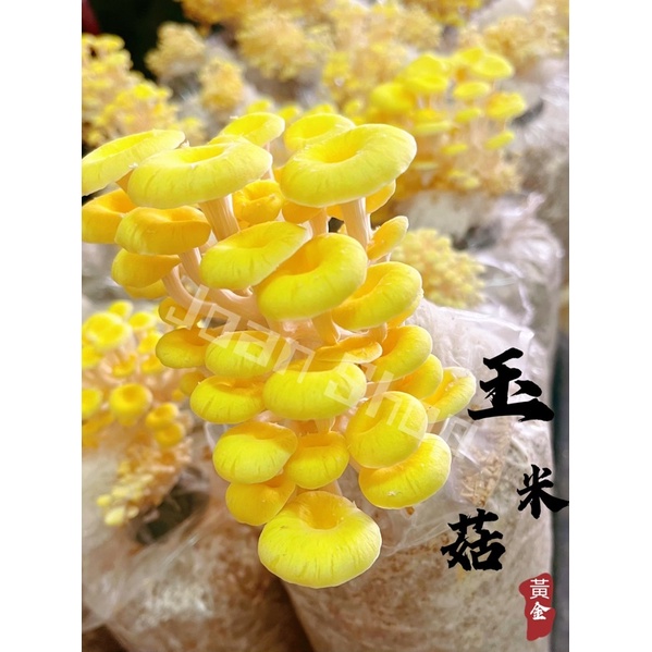 【 Joan Shop 】馬上開包 三顆一組  菇菇太空包 🍄 珊瑚菇 玉米菇