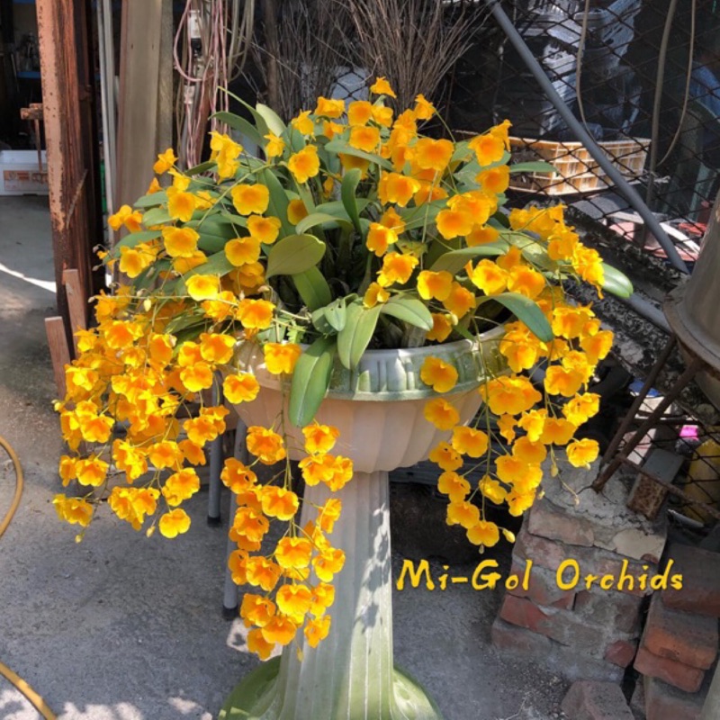 明峻蘭園 黃金石斛 Den Aggregatum 蝦皮購物