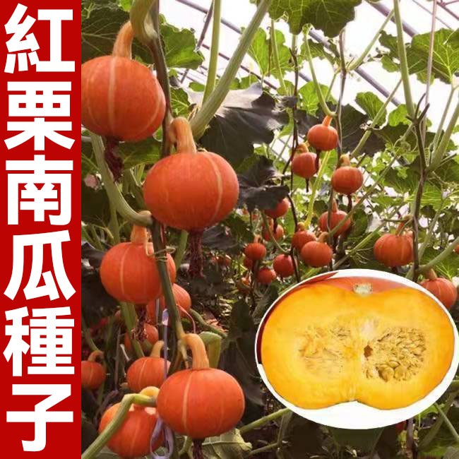 太陽紅栗南瓜種子 香芋南瓜種子 蜜本南瓜種子 四季香甜面粉糯板栗味南瓜 庭院農家南瓜籽 蔬菜種子