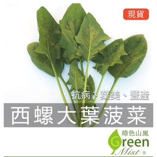 西螺大葉菠菜(約600粒種子) 一代交配 蔬菜種子【綠色山嵐】