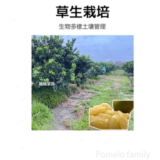 麻豆文旦 文旦 柚子 客製化訂單 水果 伴手禮 中秋節