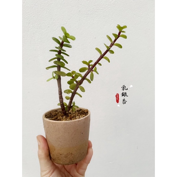 乳銀杏小品-多肉植物/平價懶人盆栽