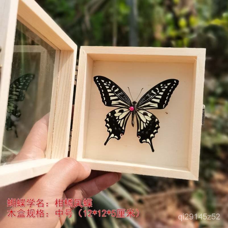蝴蝶標本盒 Ptt Dcard討論與高評價網拍商品 21年10月 飛比價格