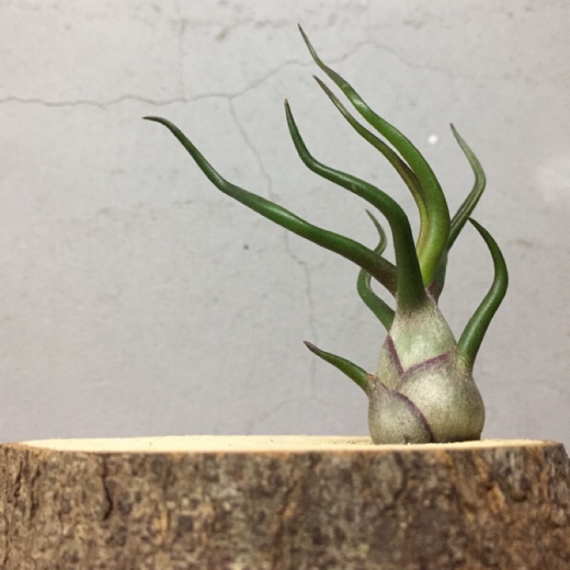 空氣鳳梨 小章魚 Tillandsia Bulbosa