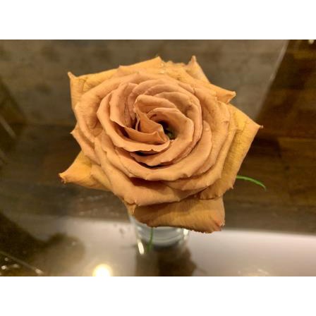 太妃糖玫瑰花茶色切花4吋小苗日本製青山控根盆復古色系 蝦皮購物