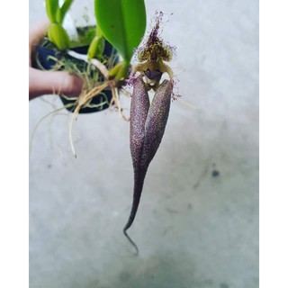 虎豆 優惠推薦 21年10月 蝦皮購物台灣