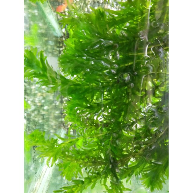 得寵家居 水族戶外水草鬥魚繁殖魚草共生好養水草水薀草水蘊草蜈蚣草金魚藻 蝦皮購物