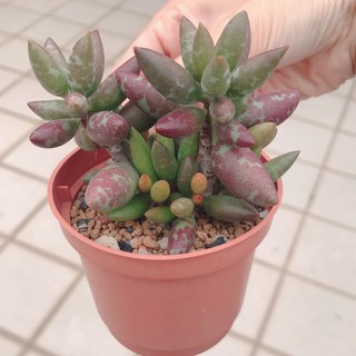 天章多肉的價格推薦 21年4月 比價撿便宜