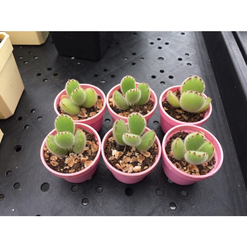 肉閣 多肉植物熊童子 蝦皮購物