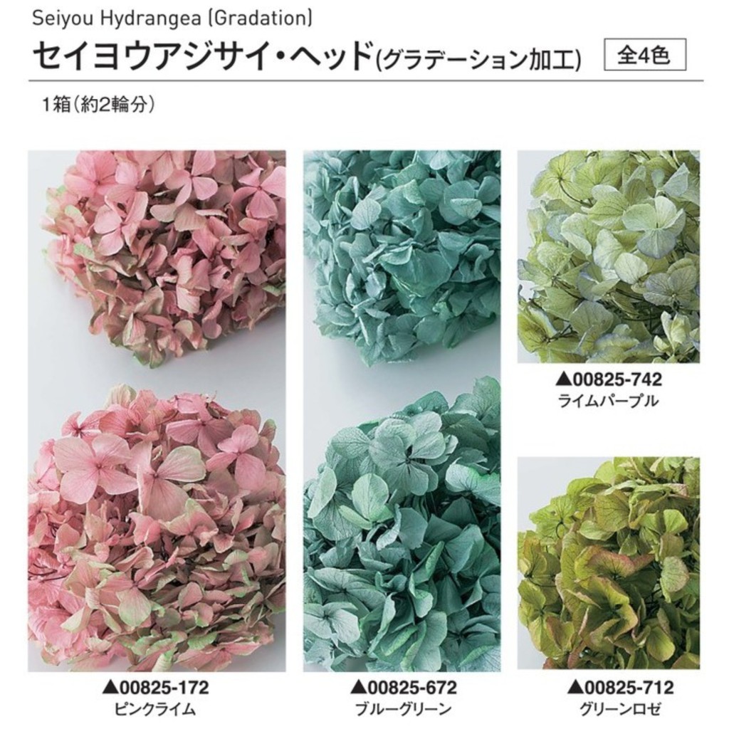 Truly 可刷卡 大地農園永生花 不凋花大葉雙色漸層西洋繡球紫陽花 005 盒裝 滿額另有折扣 蝦皮購物