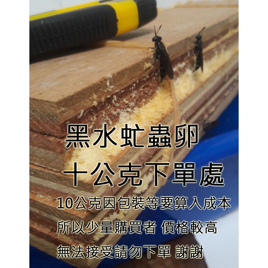 環保昆蟲 黑水虻蟲卵 10公克下單處  台灣最大蟲卵供應商