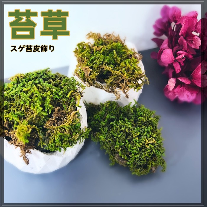 苔皮苔草水苔乾燥苔蘚園藝造景盆栽裝飾永生花裝飾建築造型水草青苔佈景拍攝道具花藝材料多肉植物 蝦皮購物
