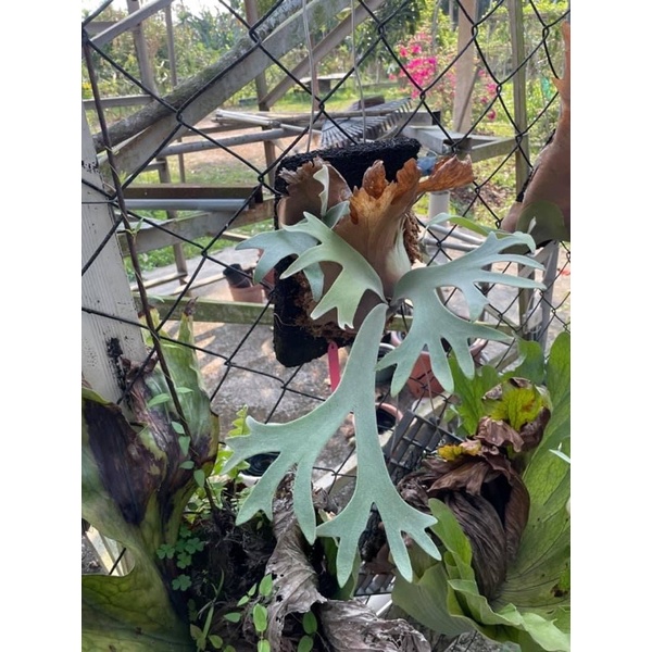 期間限定 P. willinckii 'Dwarf Tatsuta' spore ecousarecycling.com