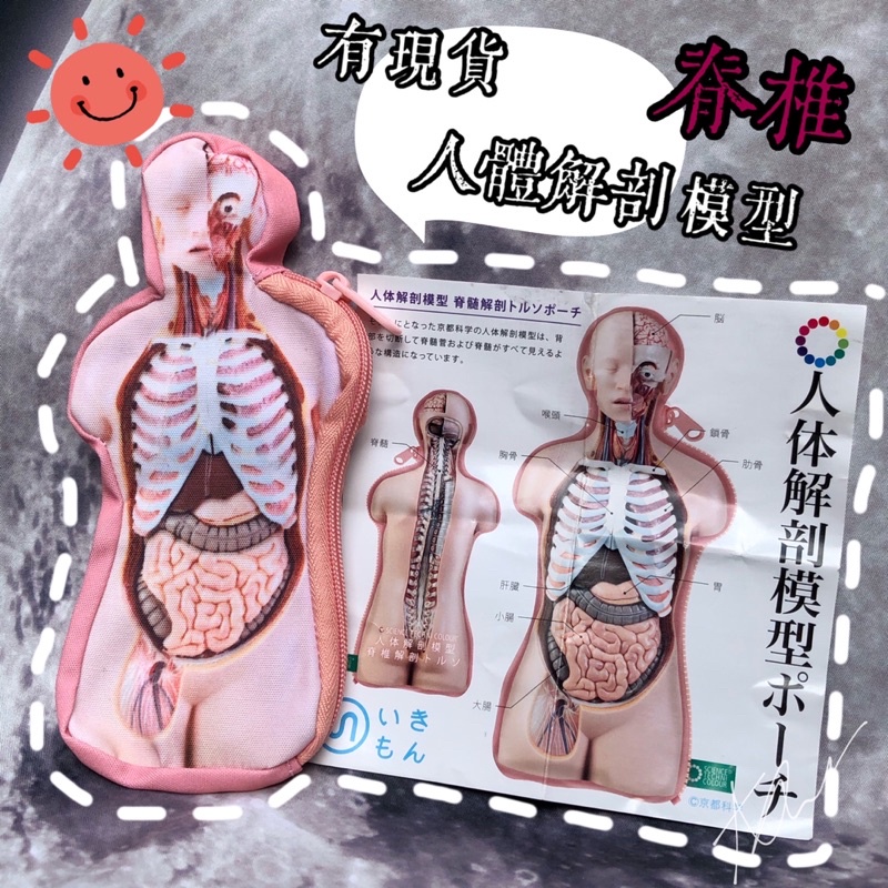 京都科学 肛門 痔 痔瘻 立体模型 標本 クリニック 診療所