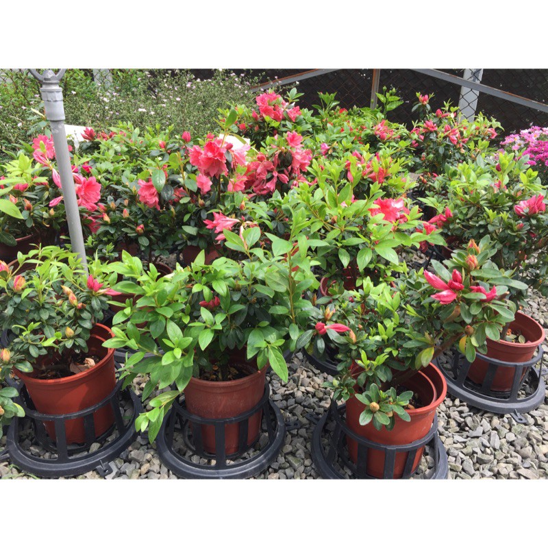 杜鵑花盛開了4吋盆  西洋杜鵑花球體進口品種