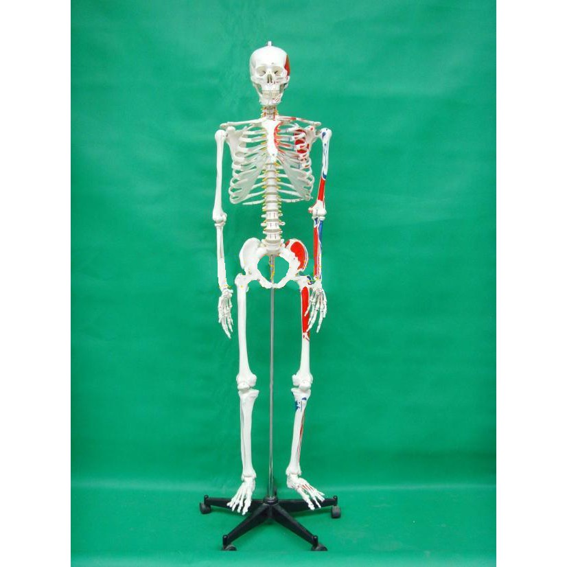 可開發票 170cm骨骼附肌肉起止點模型 高級人體骨骼模型 美術 藝用 標準骨骼骨架 教學教具模型ARGS客滿來