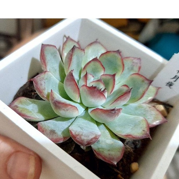愛特多肉販 景天美紅邊花月夜3號方盆穩根 蝦皮購物