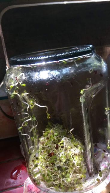 紫花苜蓿芽種子的價格推薦 22年7月 比價比個夠biggo