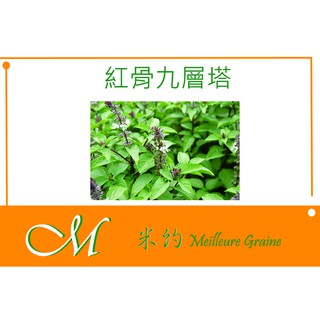 《Meilleur》紅骨九層塔(羅勒)種子 10g