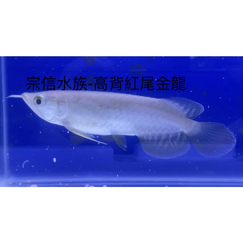 紅尾金龍 優惠推薦 21年7月 蝦皮購物台灣