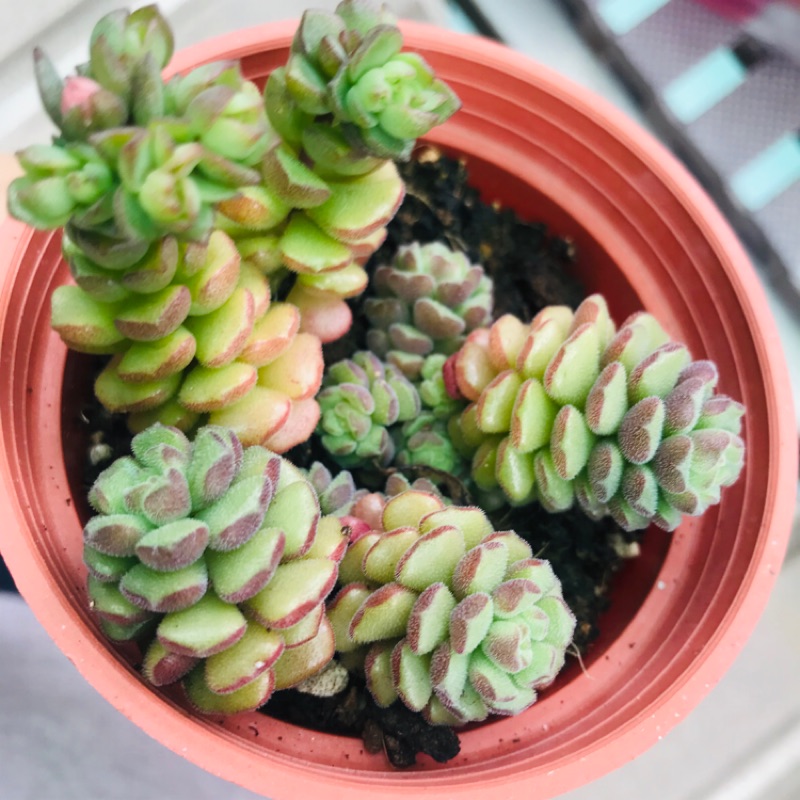 多肉植物 毛小玉 3吋爆盆一物一拍 蝦皮購物
