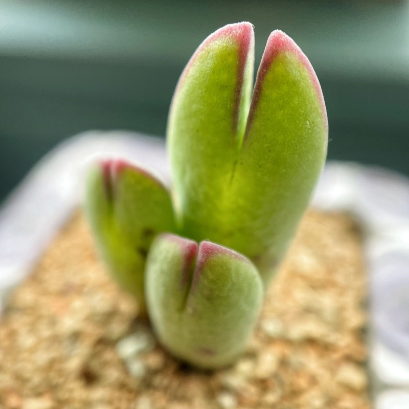 多肉植物石頭玉韓國 便宜商品推薦與商品比價 21年8月 飛比價格