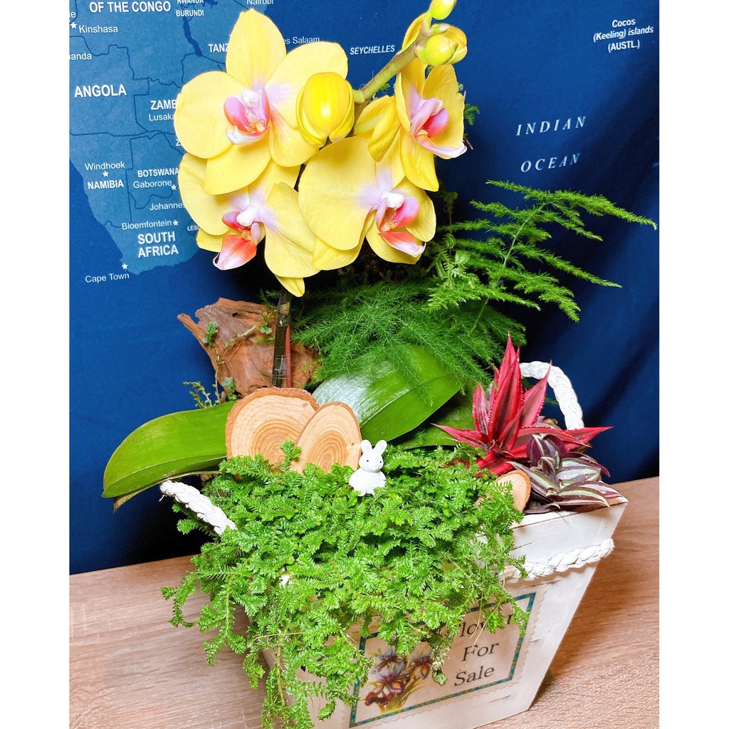 桌上型蘭花盆栽-歐風木盆